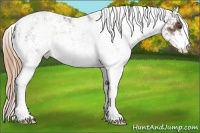 Horse Color:Liver Chestnut Sabino Appaloosa Rabicano