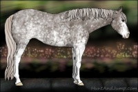 Horse Color:White Spotted Silver Black 