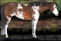 Horse Color:Bay Sabino Splash 