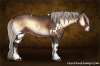 Horse Color:White Spotted Silver Brown Onyx Rabicano