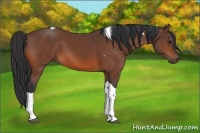 Horse Color:Bay Tobiano 