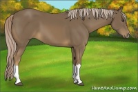 Horse Color:Chocolate Palomino 