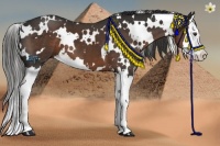 Horse Color:White Spotted Liver Chestnut Sabino Splash 