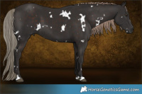 Horse Color:White Spotted Liver Chestnut 