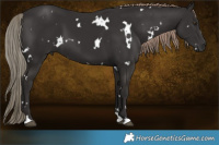 Horse Color:White Spotted Liver Chestnut