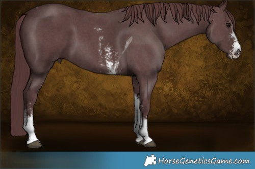 Horse Color:Chocolate Black Sabino Tobiano 