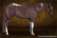 Horse Color:Chocolate Black Sabino Tobiano 