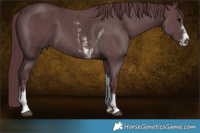 Horse Color:Chocolate Black Sabino Tobiano