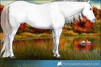 Horse Color:Liver Chestnut Pearl Appaloosa  Brindle