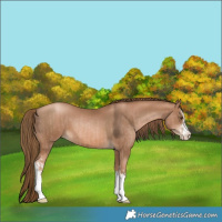 Horse Color:White Spotted Liver Chestnut Pearl  and White Spotted Liver Chestnut Pearl 