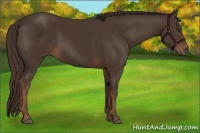 Horse Color:Liver Chestnut 