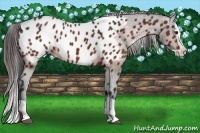Horse Color:Bay Splash Appaloosa