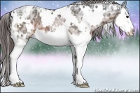 Horse Color:White Spotted Brown Ice Sabino Splash Appaloosa 