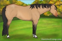 Horse Color:Bay Roan Dun 