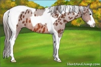 Horse Color:Bay Splash Tobiano Appaloosa 