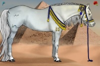 Horse Color:Silver Grullo Chinchilla Ice Onyx 