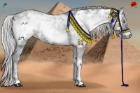 Horse Color:White Spotted Silver Grullo Chinchilla Ice Onyx 