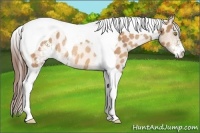 Horse Color:Amber Champagne Sabino Tobiano Appaloosa Rabicano 