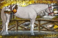 Horse Color:Liver Chestnut Appaloosa