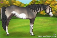 Horse Color:Blue Onyx Sabino Frame 