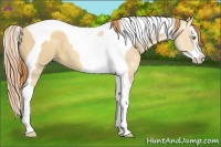 Horse Color:Gold Champagne Dun Splash Tobiano 