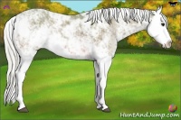 Horse Color:Watercolor Silver Bay Sabino Splash 