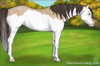 Horse Color:Amber Cream Champagne Ice Splash 