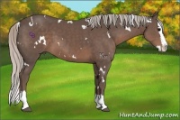 Horse Color:White Spotted Silver Black Splash