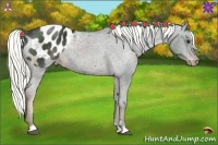 Horse Color:Liver Chestnut Appaloosa 