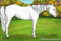 Horse Color:Liver Chestnut Appaloosa