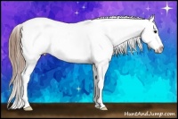 Horse Color:White Spotted Smoky Grullo Appaloosa