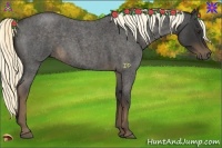 Horse Color:Liver Red Roan Rabicano 