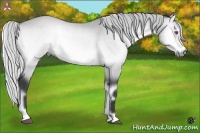 Horse Color:Silver Bay Chinchilla Onyx 