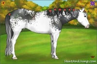 Horse Color:White Spotted Black Splash