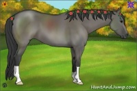 Horse Color:Grullo 
