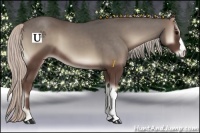 Horse Color:Silver Blue Onyx 