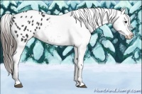 Horse Color:Black Appaloosa