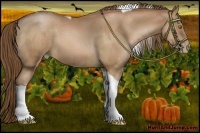 Horse Color:Bay Pearl Tobiano  and Bay Pearl Tobiano 