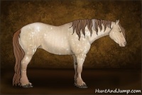Horse Color:White Spotted Bay Pearl Dun and White Spotted Bay Pearl Dun