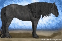 Horse Color:Black  Brindle