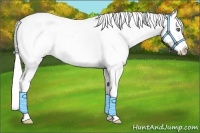 Horse Color:Silver Amber Cream Champagne Pearl Appaloosa Rabicano