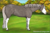 Horse Color:Silver Black Splash