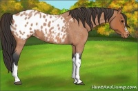 Horse Color:Bay Roan Appaloosa 
