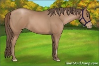 Horse Color:Black Pearl  and Black Pearl 