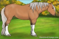 Horse Color:Silver Bay 