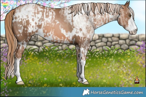 Horse Color:White Spotted Liver Chestnut Pearl  and White Spotted Liver Chestnut Pearl 