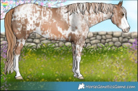 Horse Color:White Spotted Liver Chestnut Pearl  and White Spotted Liver Chestnut Pearl 