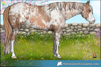 Horse Color:White Spotted Liver Chestnut Pearl  and White Spotted Liver Chestnut Pearl 