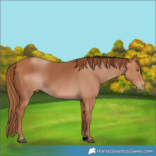 Horse Color:ERROR: UNKNOWN ANOMALY Brindle
