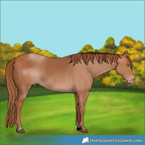 Horse Color:ERROR: UNKNOWN ANOMALY Brindle